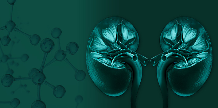 Nieren und Moleküle